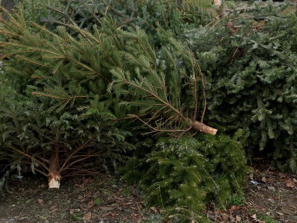 Požega.eu | Kreće odvoz božićnih drvaca