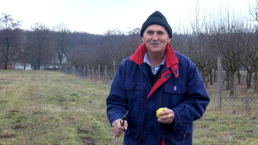 Požega.eu | Mirko Veić iz Mihaljevaca sakupljač je starih sorti voća - otkrio kako ih orezivati