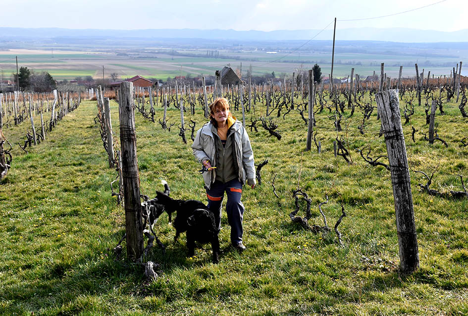 Požega.eu | Završena rezidba u vinogradu Vladimira Hajeka u Dragi: Očekuju se vrhunske vinske kapljice s osunčanih južnih položaja Papuka
