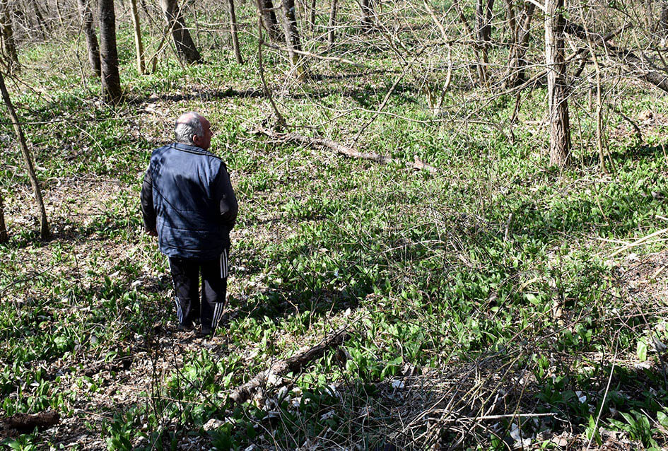 Požega.eu | U šumi se pojavili izbojci srimuša FOTO