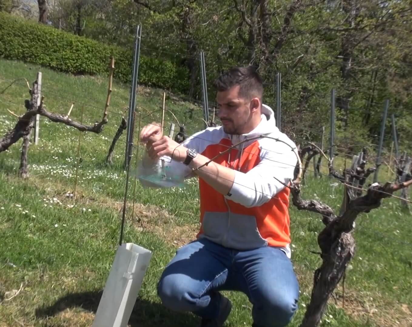 Požega.eu | /VIDEO/ Pojava grinja i moljaca u vinogradima: 