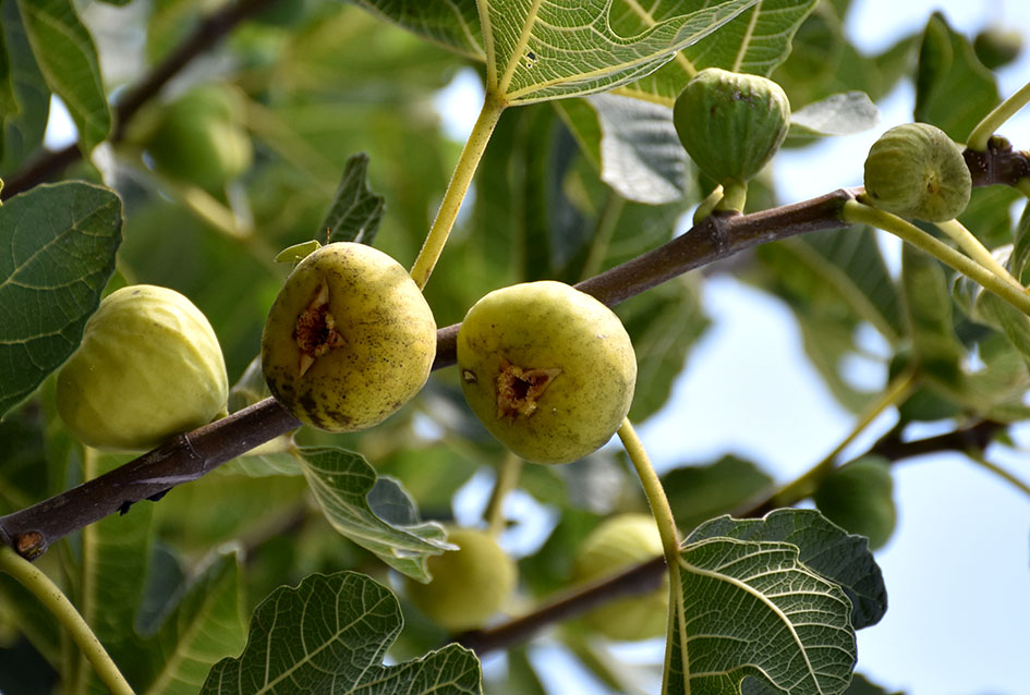 Požega.eu | Smokva obilno rodila: Zdravi plodovi koji se suše i od kojih se spravljaju džemovi /FOTO/