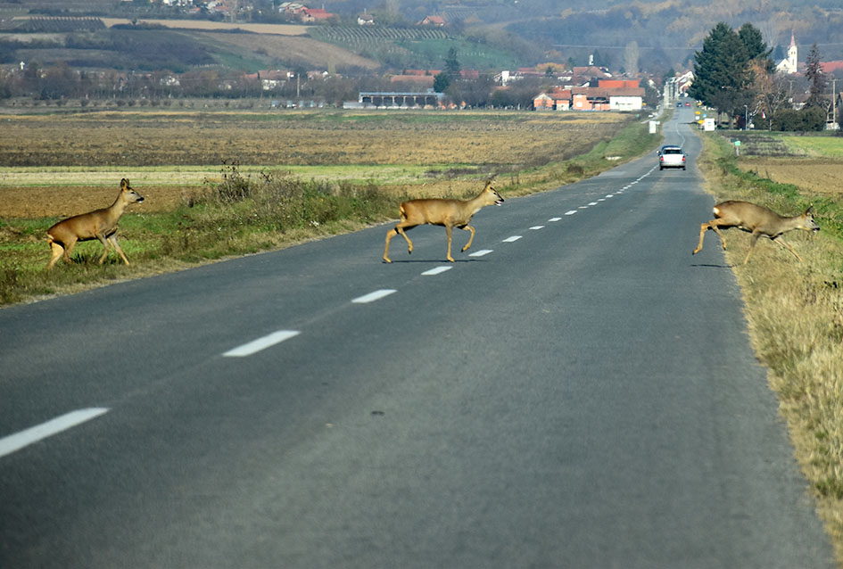 Požega.eu | U nepunih mjesec dana 23 sudara vozila s životinjama na cestama