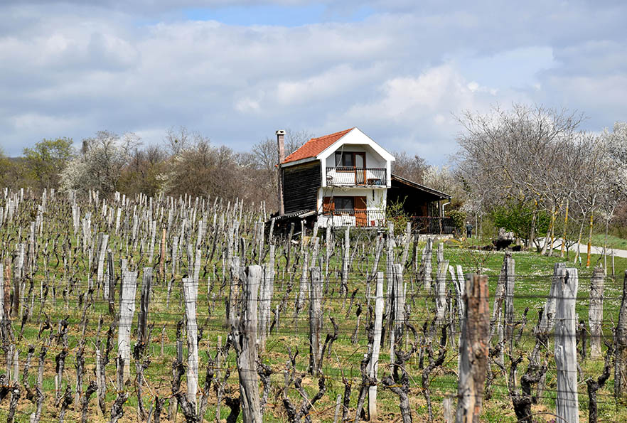 Požega.eu | POŽEŽANIN ANTE MILIČEVIĆ VINOGRADARI NA OBRONCIMA KRNDIJE U MITROVCU: Ekologija način razmišljanja i življenja /FOTO/