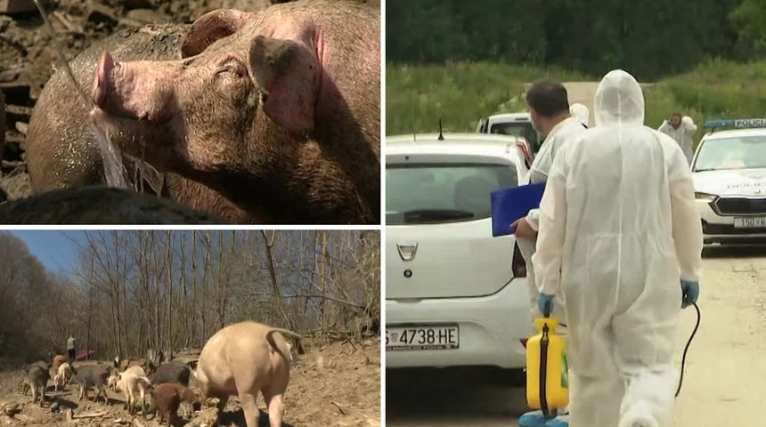 Požega.eu | Stiže li svinjska kuga u Požeško-slavonsku županiju: Novi slučaj pitvrđen na farmi u susjednoj Brodsko-posavskoj!