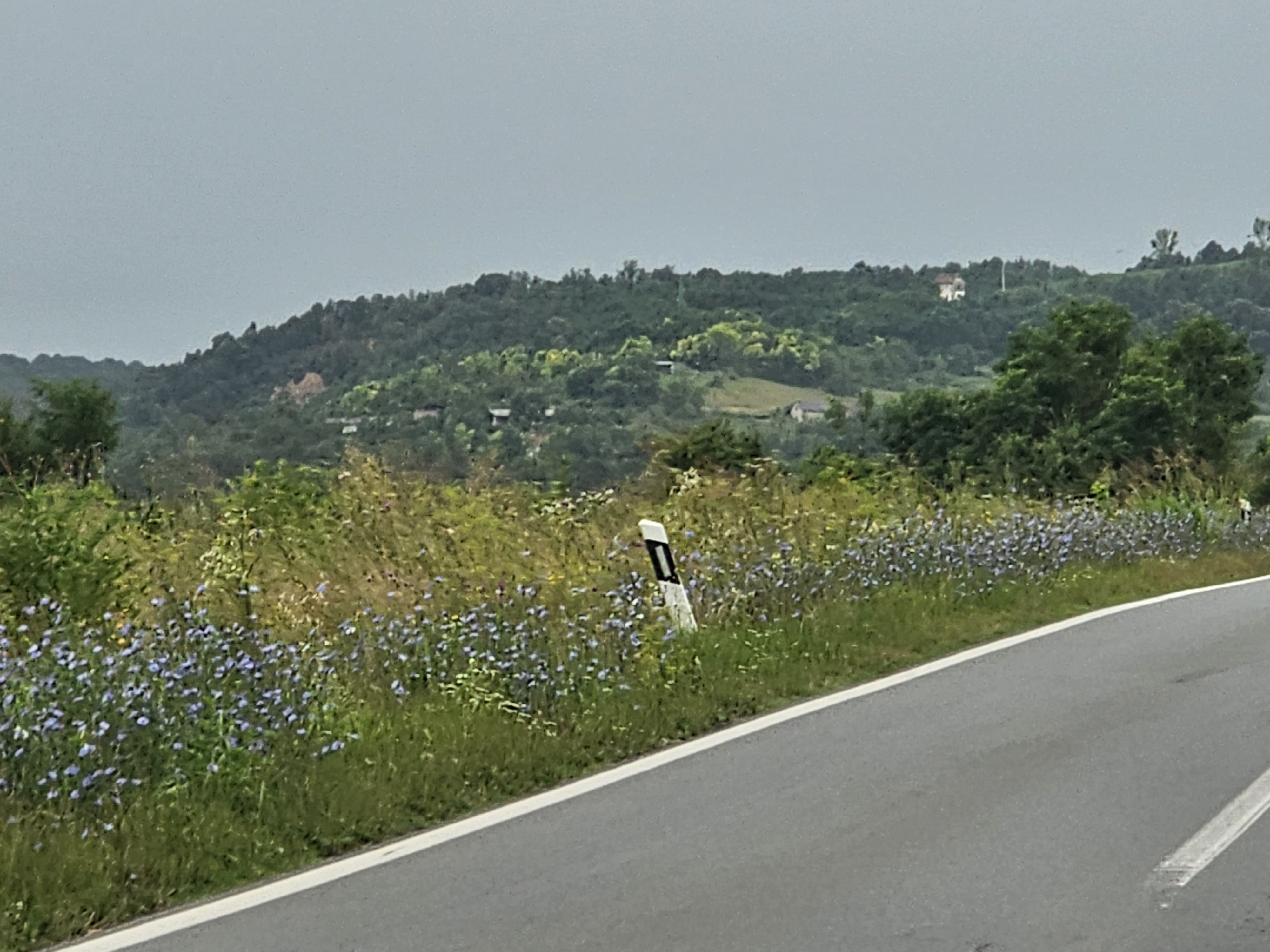 Požega.eu | Dobrodošlicu vam žele Hrvatske ceste sa visokom travom i korovom na ulazu u grad Požegu i na područje općine Jakšić /FOTO/