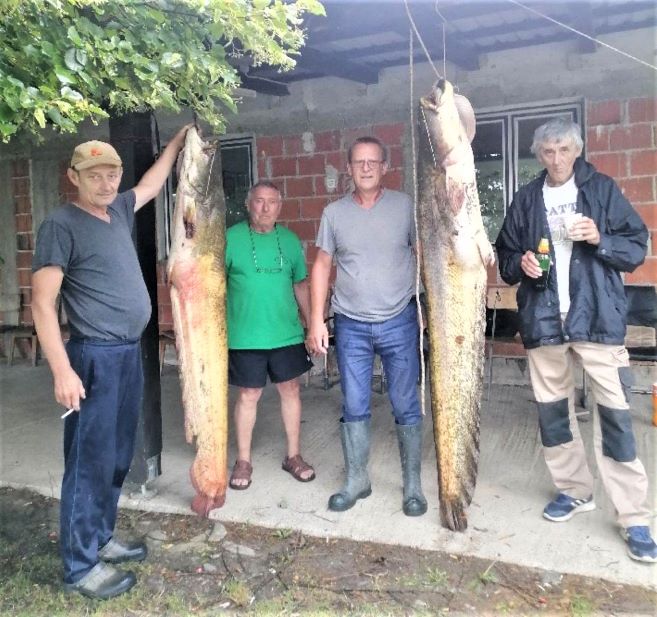 Požega.eu | Na zarilačkom ribnjaku ulovljena dva soma kapitalca [FOTO]