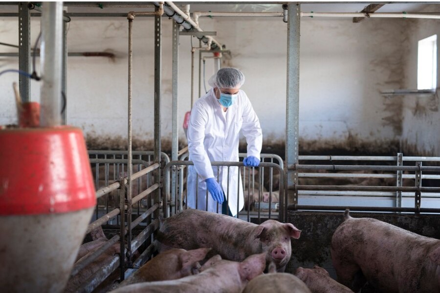 Požega.eu | Objavljena nova Naredba o mjerama kontrole za suzbijanje afričke svinjske kuge